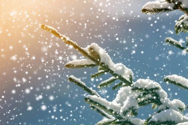 Derin taze cl ile kaplı yeşil iğneler ile çam ağacı dalları