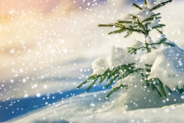 Derin taze cl ile kaplı yeşil iğneler ile çam ağacı dalları