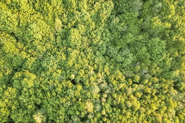 Güneşli ilkbahar veya yaz gününde yeşil ormanın en iyi manzarası. Drone fotoğrafçılığı, soyut arka plan. — Stok fotoğraf