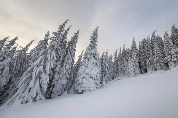 Linda paisagem de montanha de inverno. Árvores de abeto alto cobertas — Fotografia de Stock