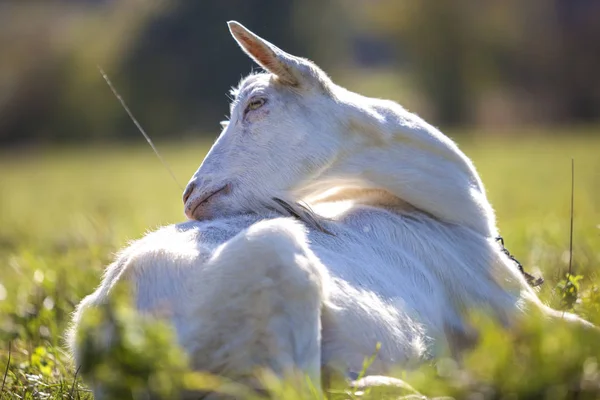 Portrét bílých koz s vousy na bokeh rozostřeného pozadí. F — Stock fotografie