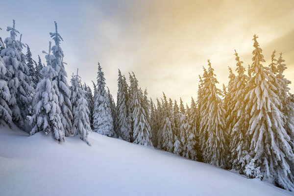 Beautiful winter mountain landscape. Tall dark green spruce tree