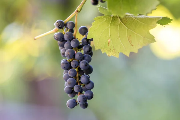 Racimo de uva maduración azul oscuro iluminado por el sol brillante en co borrosa — Foto de Stock