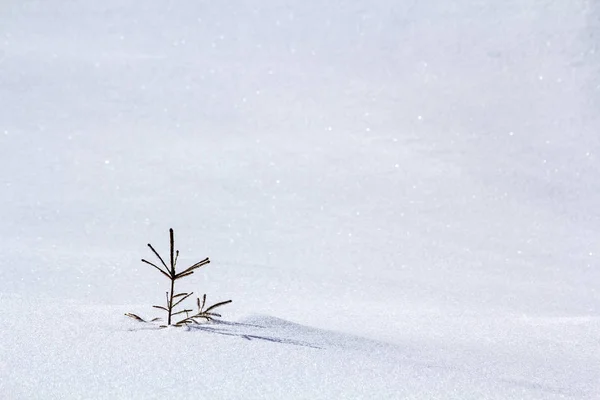 Beautiful Christmas winter landscape. Small young green tender f — Stock Photo, Image