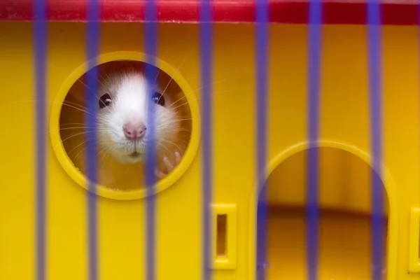 Funny young white and gray tame curious mouse hamster baby with shiny eyes looking from bright yellow cage through bars. Keeping pet friends at home, care and love to animals concept. — Stock Photo, Image