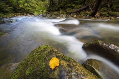 Vahşi yeşil dağ orman Nehri akış zekâ akan hızlı