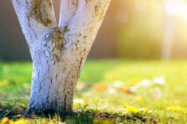 Güneşli meyve bahçesinde üzerinde bahçe büyüyen ağaç badanalı kabuğu bulanıklık