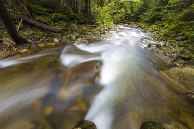 Kristal berraklığındaki vahşi yeşil orman nehrinden hızlı akan 