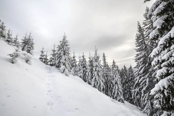 Linda paisagem de montanha de inverno. Árvore de abeto verde escuro — Fotografia de Stock