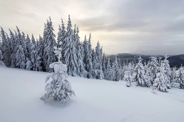 Beautiful winter mountain landscape. Tall dark green spruce tree — Stock Photo, Image