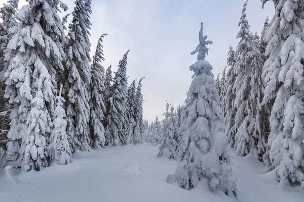 Linda paisagem de montanha de inverno. Árvores de abeto alto cobertas — Fotografia de Stock