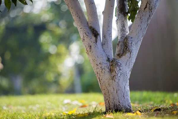 Corteza blanqueada de árbol que crece en el jardín soleado del huerto en desenfoque — Foto de Stock