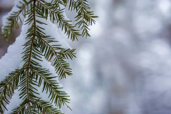 Branches de pin avec des aiguilles vertes recouvertes de cl frais profond — Photo