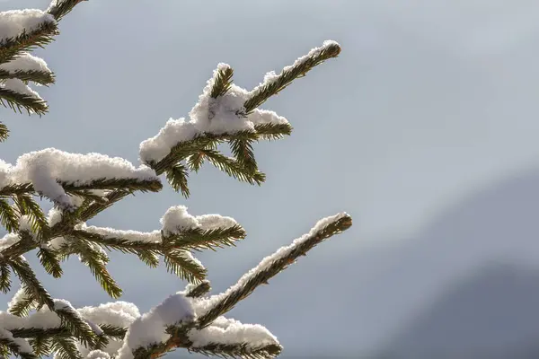 Gros plan de la branche de pin avec des aiguilles vertes recouvertes de wi — Photo