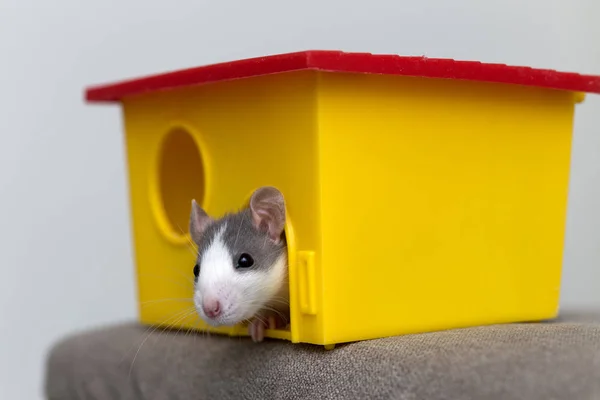 Divertido joven blanco y gris domesticado curioso ratón hámster bebé con — Foto de Stock