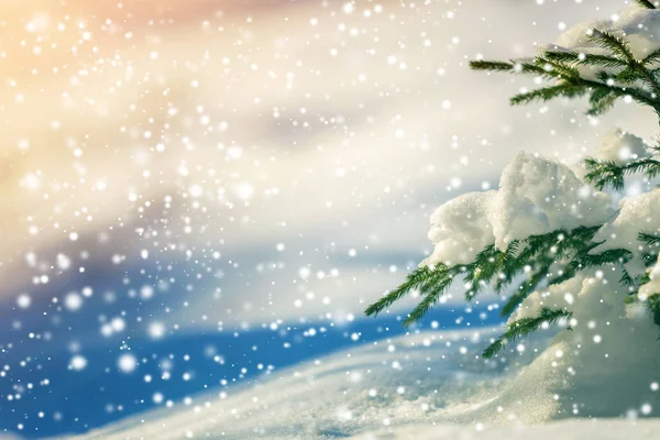Spar boom tak met groene naalden bedekt met diepe sneeuw en vorst en grote sneeuwvlokken op wazig blauw kleurrijke kopieerruimte achtergrond. Vrolijk Kerstfeest en Gelukkig Nieuwjaar wenskaart. — Stockfoto