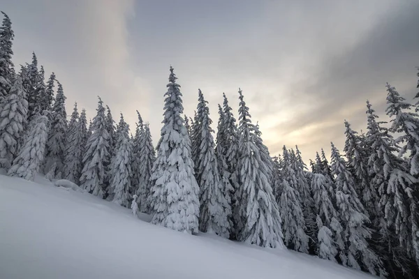 Beautiful winter mountain landscape. Tall dark green spruce tree — Stock Photo, Image