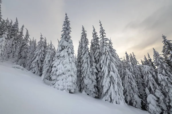 Linda paisagem de montanha de inverno. Árvores de abeto alto cobertas — Fotografia de Stock