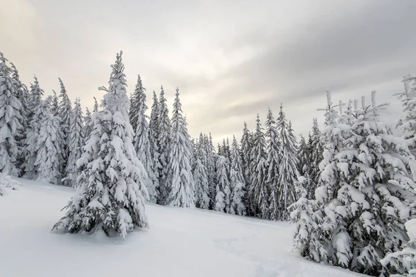 Linda paisagem de montanha de inverno. Árvores de abeto alto cobertas — Fotografia de Stock