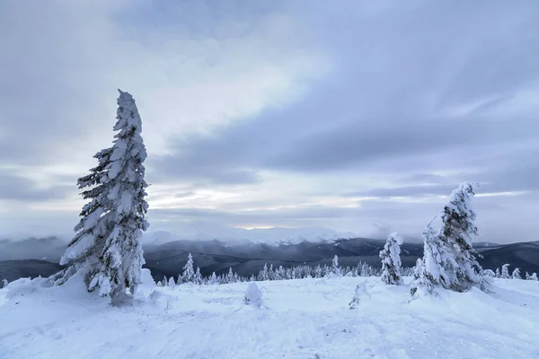 Inverno montanha paisagem azul. Pequenas árvores de abeto na neve profunda — Fotografia de Stock