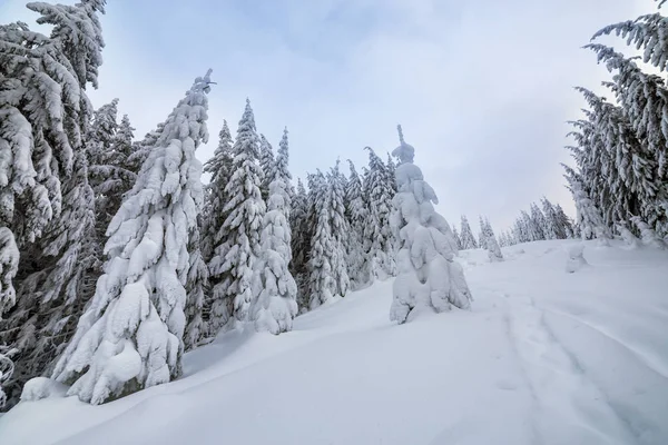 Linda paisagem de inverno. floresta de montanha densa com alto escuro — Fotografia de Stock