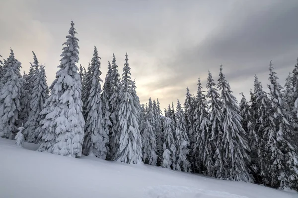 Linda paisagem de montanha de inverno. Árvores de abeto alto cobertas — Fotografia de Stock