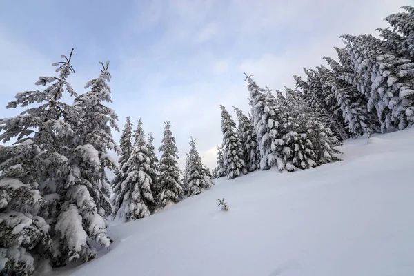 美丽的冬季山景。高高的深绿色云杉树 — 图库照片