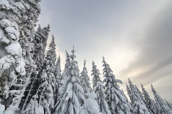 Linda paisagem de montanha de inverno. Árvores de abeto alto cobertas — Fotografia de Stock