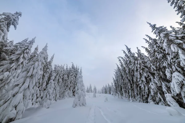 Linda paisagem de inverno. floresta de montanha densa com alto escuro — Fotografia de Stock