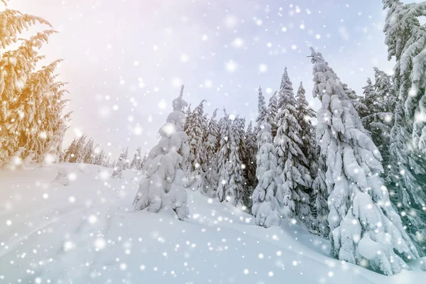 Piękny zimowy krajobraz. Gęsty górski Las z wysokim ciemnym — Zdjęcie stockowe