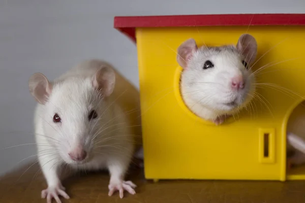 Two funny domestic pet rats and a toy house. — Stock Photo, Image