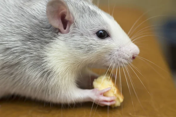 Un rat domestique blanc qui mange du pain. Animaux de compagnie à la maison . — Photo