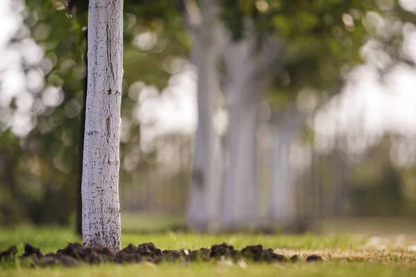 Ασβεστωμένα φλοιό του δέντρο καλλιέργεια στο ηλιόλουστο οπωρώνα κήπων στο θάμπωμα — Φωτογραφία Αρχείου