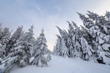 Güzel kış manzarası. Uzun boylu koyu ile yoğun dağ ormanı
