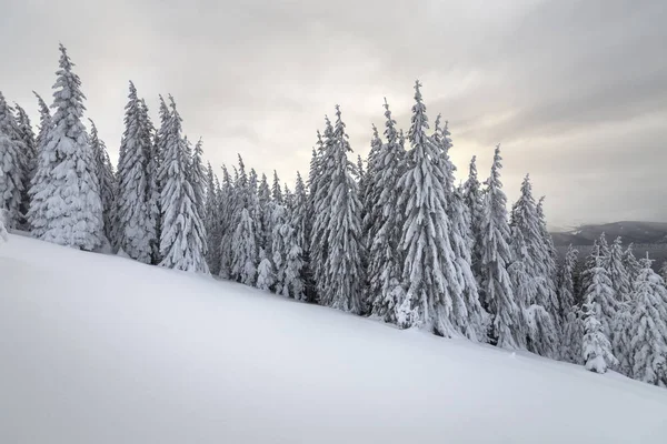 Linda paisagem de montanha de inverno. Árvores de abeto alto cobertas — Fotografia de Stock