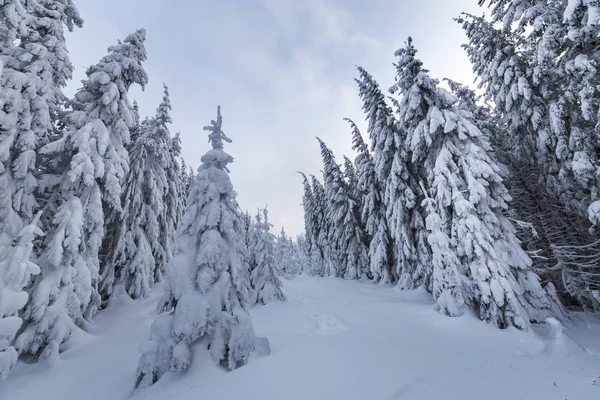 Linda paisagem de montanha de inverno. Árvores de abeto alto cobertas — Fotografia de Stock