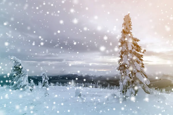 Vinter blått landskap. Gran träd i djup snö på berget Clea — Stockfoto