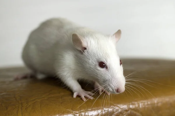 White funny domestic pet rat.