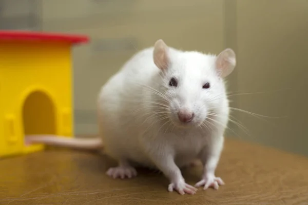 White funny domestic pet rat and a toy house. — Stock Photo, Image