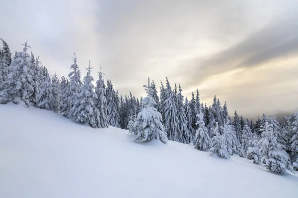 Linda paisagem de montanha de inverno. Árvore de abeto verde escuro — Fotografia de Stock