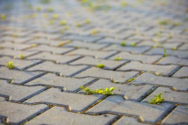 Beton kaldırım tuğlaları arasında büyüyen weed tesisleri.
