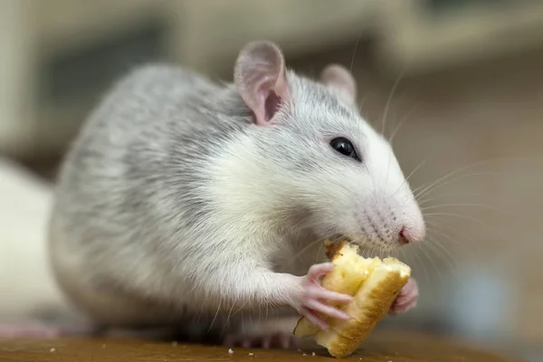 Un rat domestique blanc qui mange du pain. Animaux de compagnie à la maison . — Photo