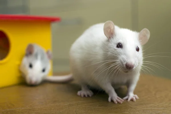 Two funny domestic pet rats and a toy house. — Stock Image Two funny domestic pet rats and a toy house. Stock Picture