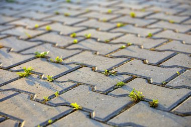 Beton kaldırım tuğlaları arasında büyüyen weed tesisleri.