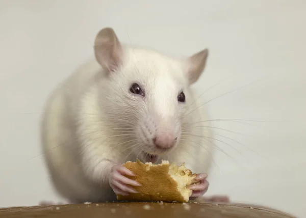 Un rat domestique blanc qui mange du pain. Animaux de compagnie à la maison . — Photo