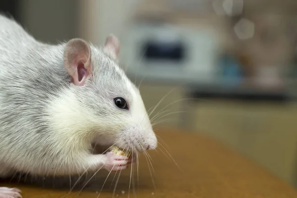 Rato doméstico branco comendo pão. Animal de estimação em casa . — Fotografia de Stock