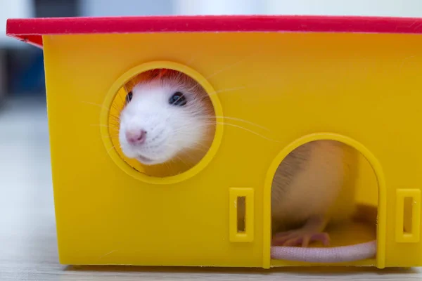 Белая забавная домашняя крыса и домик для игрушек . — стоковое фото