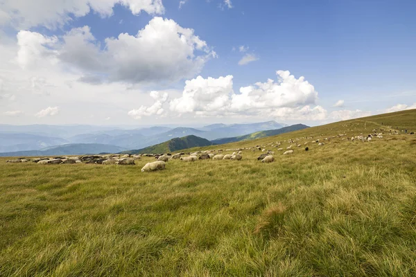 Troupeau de moutons de ferme pâturage sur pâturage vert de montagne . — Photo
