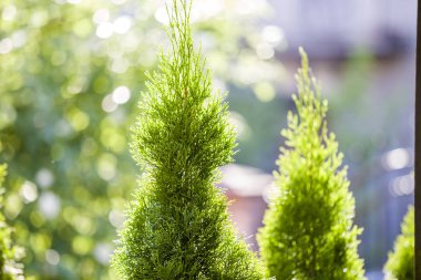 Yeşil bokeh b üzerinde thuja ağacının yeşil noel yaprakları Closeup