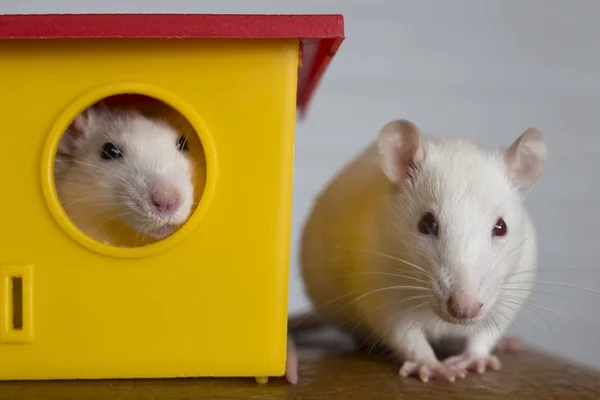 两个有趣的家养宠物鼠和一个玩具屋. — 图库照片